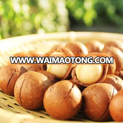 Macadamia nuts in shell, hot sell products