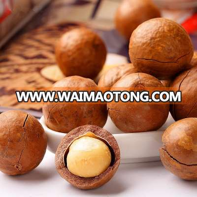 Macadamia nuts in shell