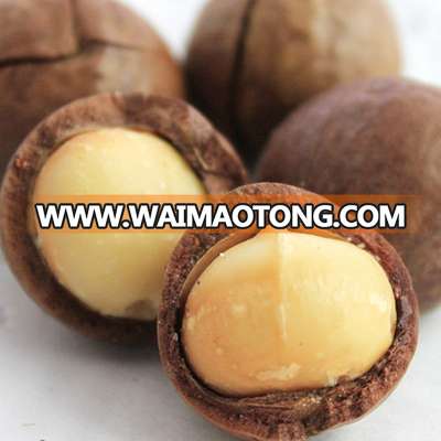 Macadamia nuts salted and roasted organic shelled high quality for sale with low price