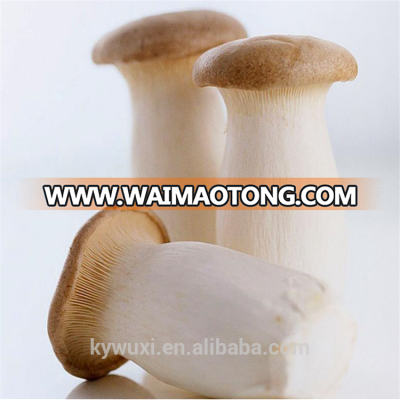 deliciousPleurotus eryngiiFungus/special grade/made in China