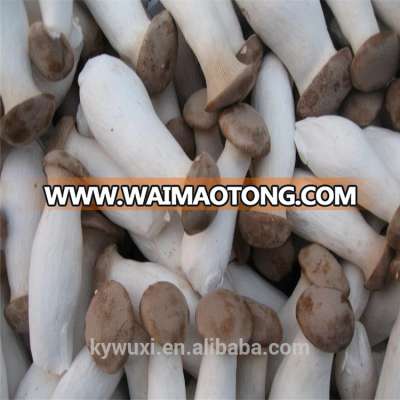 Delicious fungus fresh apricot mushroom overseas wholesale