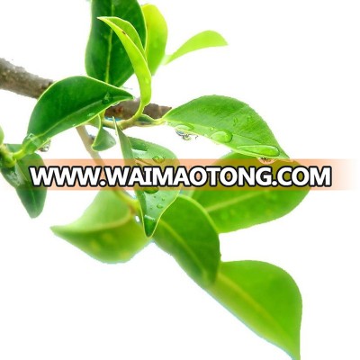 Private lable chinese green tea price per kg